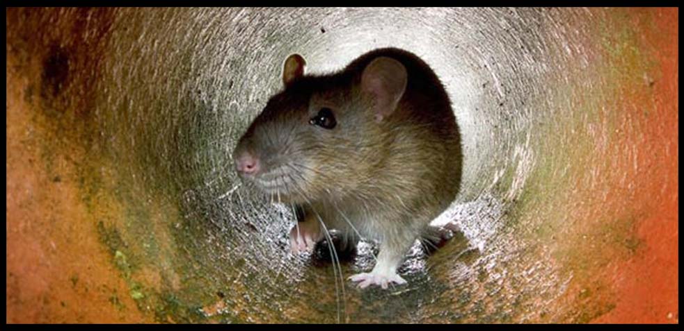 Cómo eliminar las ratas de las tuberías