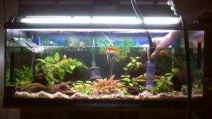 Limpiar fondo acuario