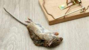 matar ratas