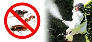 cómo exterminar plagas