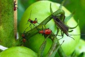 cómo exterminar plagas